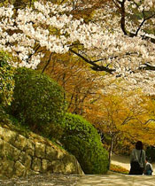 cherry blossoms over stairs