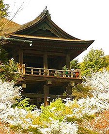 temple with cherry blossoms