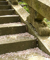 petals covering stairs