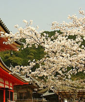 temple with cherry blossoms