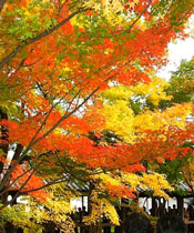 image of maple leaves