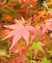 image of maple leaves