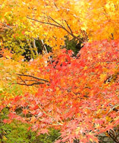 image of maple leaves