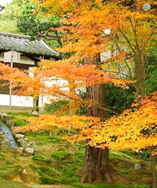 image of maple leaves